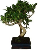 Pokojové bonsaje Ficus retusa - fíkovník 447
