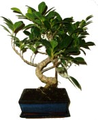 Pokojové bonsaje Ficus retusa - fíkovník 450