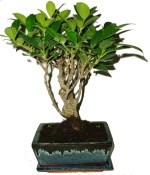Pokojové bonsaje Ficus retusa - fíkovník 575