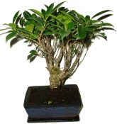 Pokojové bonsaje Ficus retusa - fíkovník 576