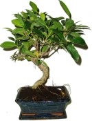 Pokojové bonsaje Ficus retusa - fíkovník 625