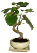 Pokojové bonsaje Ficus retusa - fíkovník 684