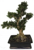 Pokojový Buxus harlandi - korkový buxus -  761 (1/2)
