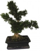 Pokojový Buxus harlandi - korkový buxus -  761 (2/2)