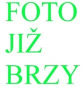 Ligustrum chinensis ptačí zob 144