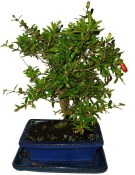 Punica granatum - granátové jablíčko 102
