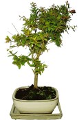 Punica granatum - granátové jablíčko 177