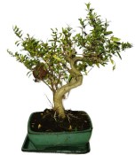 Punica granatum - granátové jablíčko 580