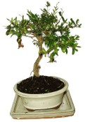 Punica granatum - granátové jablíčko 721