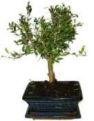 Punica granatum - granátové jablíčko 887