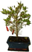 Punica granatum - granátovník 217