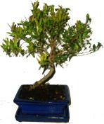 Punica granatum - granátovník 219