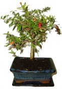 Punica granatum - granátovník 240
