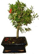 Punica granatum - granátovník 241