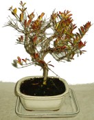 Punica granatum - granátovník 459