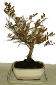 Punica granatum - granátovník 460
