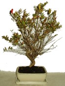 Punica granatum - granátovník 463