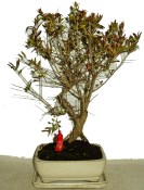 Punica granatum - granátovník 464
