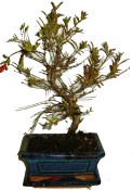 Punica granatum - granátovník 469