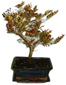 Punica granatum - granátovník 470