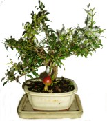 Punica granatum - granátovník 510