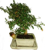 Punica granatum - granátovník 511