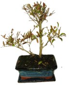 Punica granatum - granátovník 844