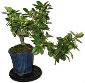 Pyracantha 661 - venkovní bonsaje