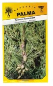Semena Borovice hustokvětá - Pinus densiflora