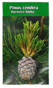 Semena Borovice limba - Pinus cembra