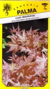 Semena Javor dlanitolistý červený – Acer palmat Atropurpureum