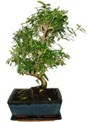 Serissa foetida - strom tísíce hvězd 071