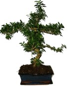 Serissa foetida - strom tísíce hvězd 444