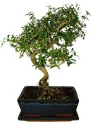 Serissa foetida - strom tísíce hvězd 467
