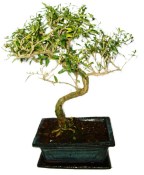 Serissa foetida - strom tísíce hvězd 483