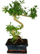 Serissa foetida - strom tísíce hvězd 493