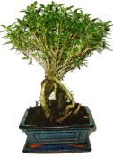 Serissa foetida - strom tísíce hvězd 557