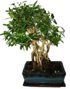 Serissa foetida - strom tísíce hvězd 629