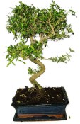 Serissa foetida - strom tísíce hvězd 632