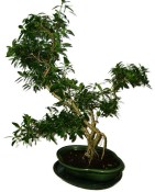 Serissa foetida - strom tísíce hvězd 833