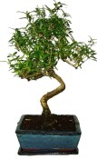 Serissa foetida - strom tísíce hvězd 835