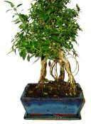 Serissa foetida - strom tísíce hvězd 834