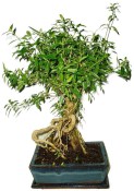 Serissa foetida - strom tísíce hvězd 839