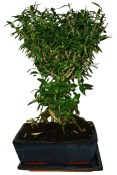 Serissa foetida - strom tísíce hvězd 976