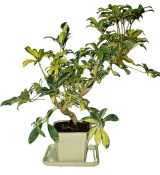 Sophora japonica - scheflera - 753