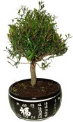 Syzygium 789 - venkovní bonsaje