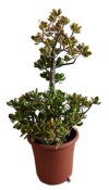Crassula ovata tlustice XXL 10