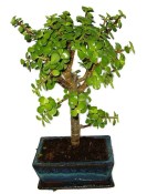 Tlustice - Portulacaria Afra 612