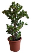 Crassula ovata tlustice XXL 9