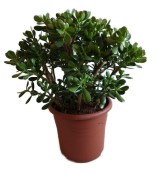 Crassula ovata tlustice XXL 7